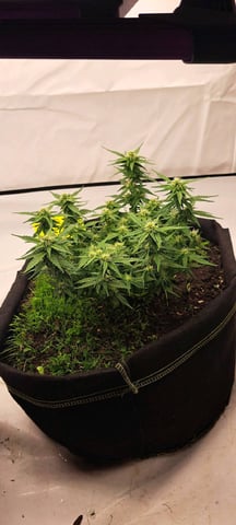 First Grow with the new setup  — auto, day 48