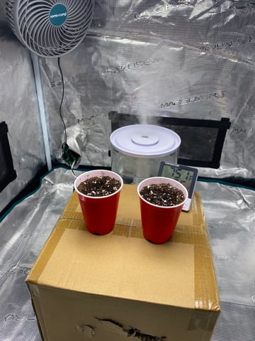 FastBudz Mix Pack  — germination, day 3