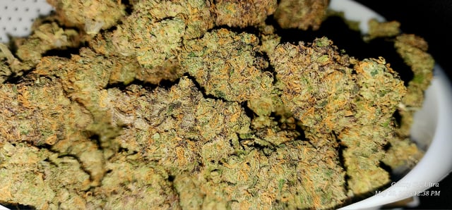 Birthday Harvest — harvest, day 8