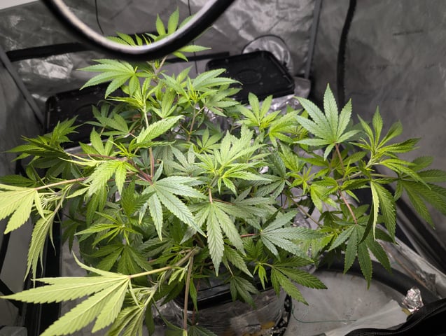 Black African Magic feminization  — flower, day 8