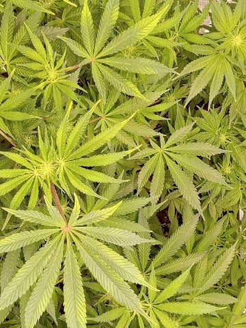 critical purple kush x peyote wifi  in the auto pot system tray 2 grow with added microhazian to the coco coir  — flower, day 69