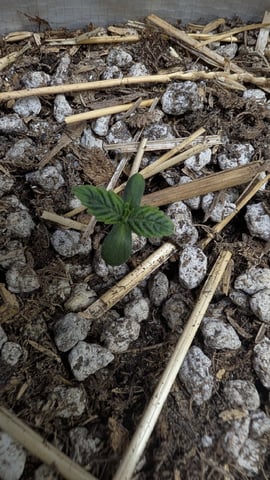 mephistO'z 2.0 — seedling_rooting, day 5