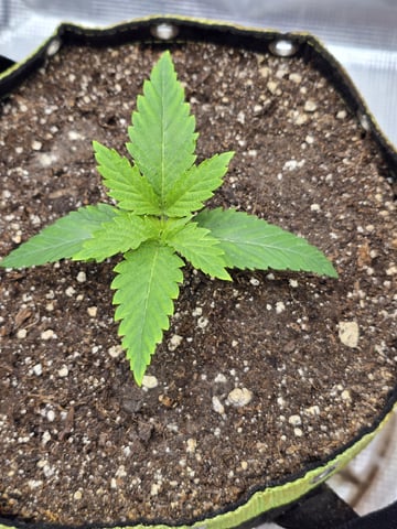 mc nuggets r1 — vegetative, day 11