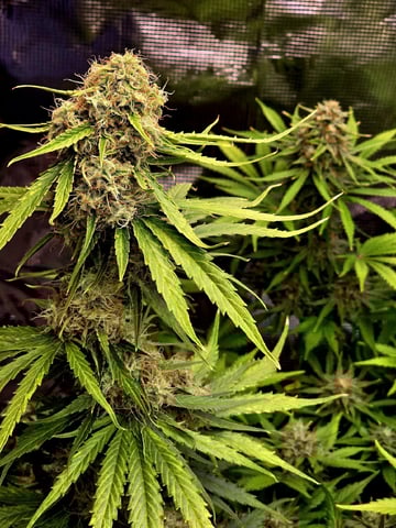 (4)autos  — harvest, day 86