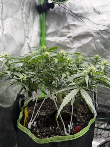 Midsummer Outdoor — flower, day 67