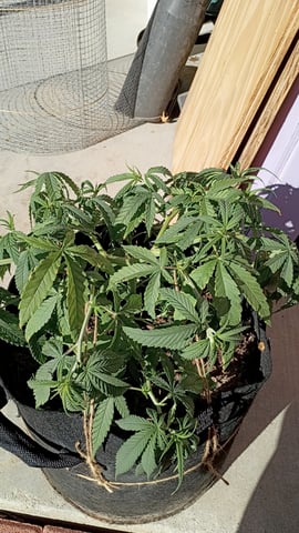 Purple Plum Perfect 💜 & 2 Grape Runtz 🍇 Mainlining garden.  — auto, day 67