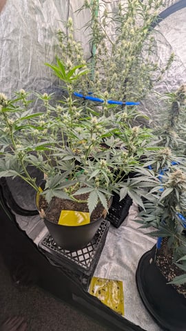 Mixed Grow — flower, day 64