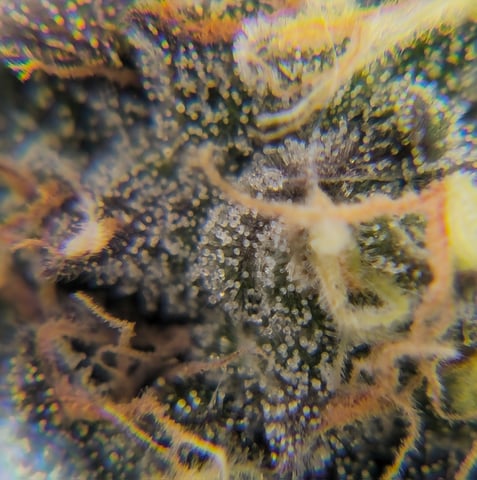 Grow 3 — flower, day 57