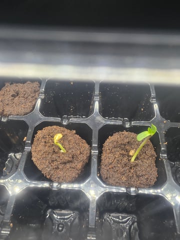 mystery seeds