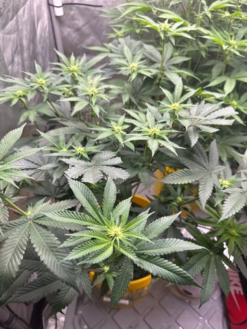 3rd grow  — flower, day 74