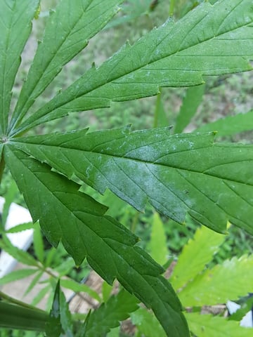 Bucket List Grow #2 — flower, day 68