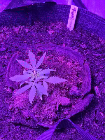 1st Ever Grow — vegetative, day 34