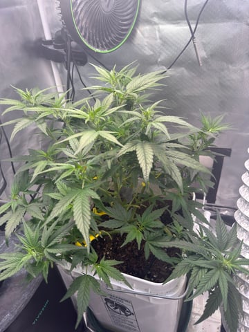 Key Lime Pie — vegetative, day 35