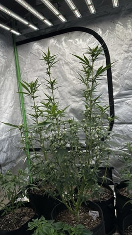 Bannana Jelousy x Guava Auto — flower, day 70