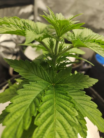 Rings of Saturn & Ghostboosters - Apollo Haze Artisanal Line — vegetative, day 27