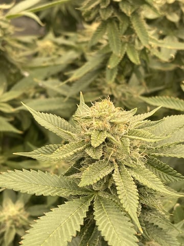 1st Ever Grow (GodFather OG) (Coco) — flower, day 122