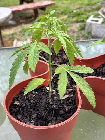 2026 Outdoor — seedling_rooting, day 10