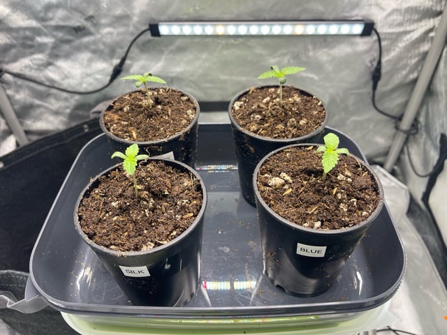 Blue Dream Widow and Lavender Silk — seedling_rooting, day 1