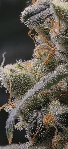 strawberry guava bx — flower, day 20