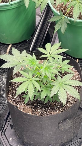 Rippleys OG Auto (Mephisto Genetics) 1st Attempt at Autos — vegetative, day 34