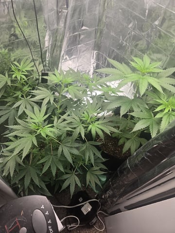 first grow second plant 
