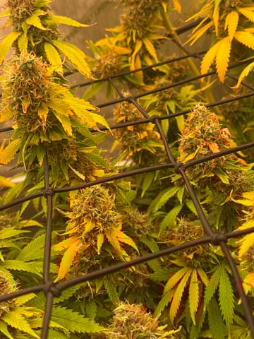 The little plant that could! — flower, day 107