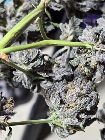 Divine Gelato 3 x Blue Zushi x 44 Photo — harvest, day 115