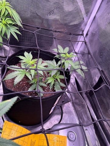 Vanna's Vanilla — vegetative, day 30