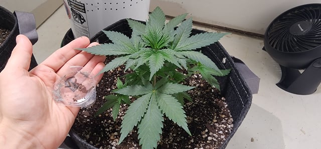 Orange cream pop and sour strawberry — vegetative, day 27