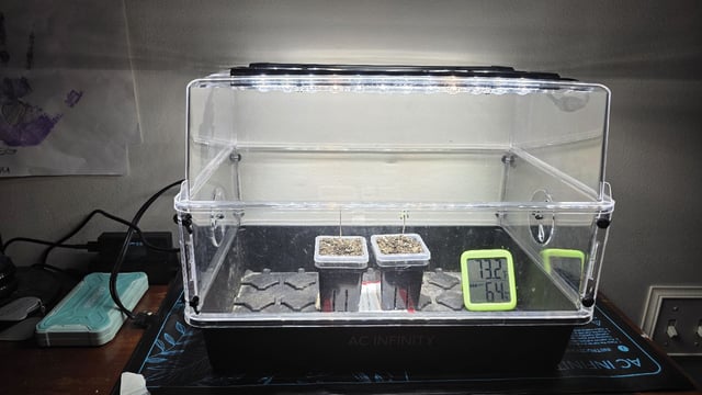 Strawberry Sugar  — germination, day 4