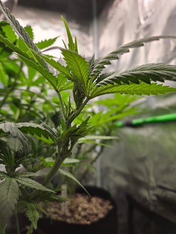 Banana Kush / Durban Poison / C99-Riddle OG — flower, day 44