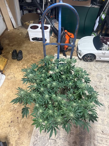 Gelly Mama and Sugar Tree — flower, day 196