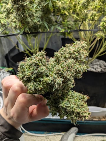 first grow — flower, day 96