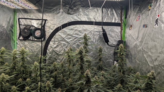 Strawberry Cheesecake Seedsman Seeds Autoflowers x2 — flower, day 71