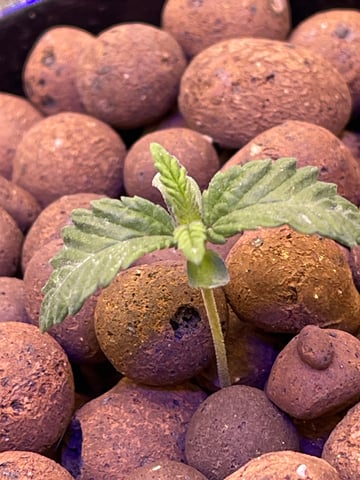 1st Ever Grow (Fat Bastard)(RDWC)  — seedling_rooting, day 13