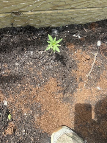 Tincture Trial — vegetative, day 25