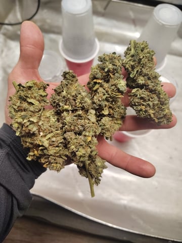 Athena Run  — done, day 150