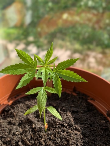 My First Grow 🪴 April '26 — vegetative, day 28