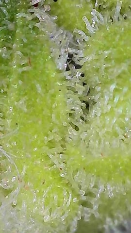 First ever grow — flower, day 88