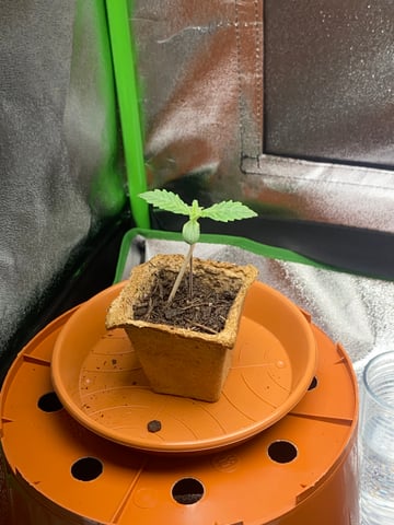 2nd Try — seedling_rooting, day 12