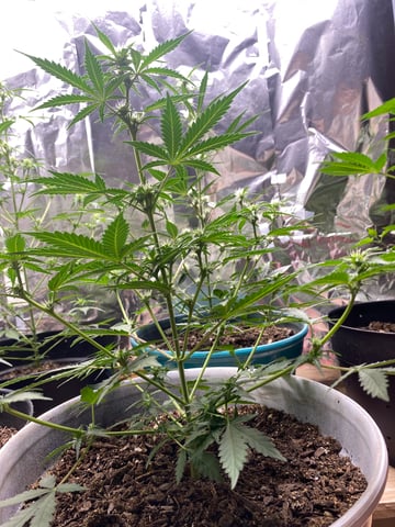 Rainbow Mints — vegetative, day 11