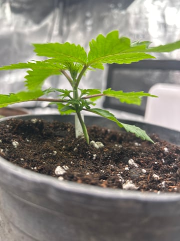 2025-26 harvest INDOOR — vegetative, day 48