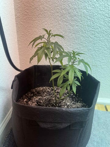 chem#4 — vegetative, day 10