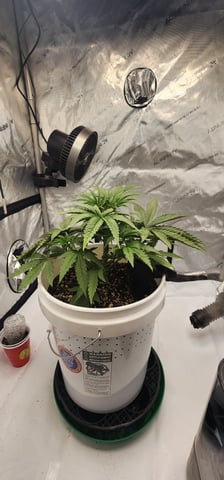 1st grow Dr. Nefario — vegetative, day 30
