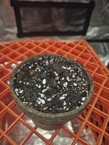 OG Kush Auto — seedling_rooting, day 21