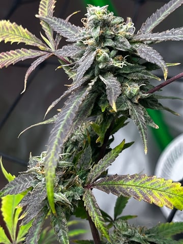 My Devine Conscious  — flower, day 166