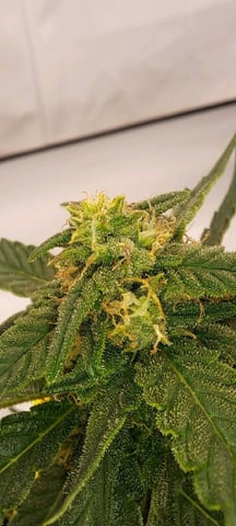 First Grow with the new setup  — auto, day 53