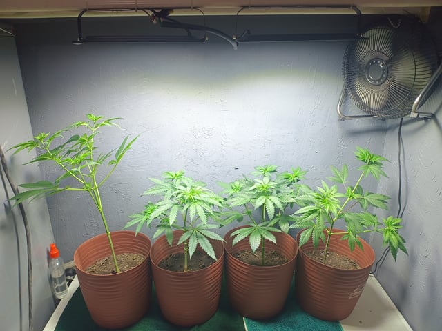 Indoor 🇲🇽 — vegetative, day 38