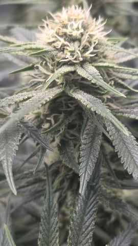 lilac diesel Rbx2 — flower, day 96