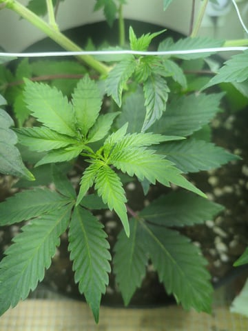 Audrey III — vegetative, day 72